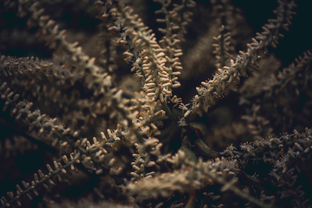 Суккулент Ехеверія