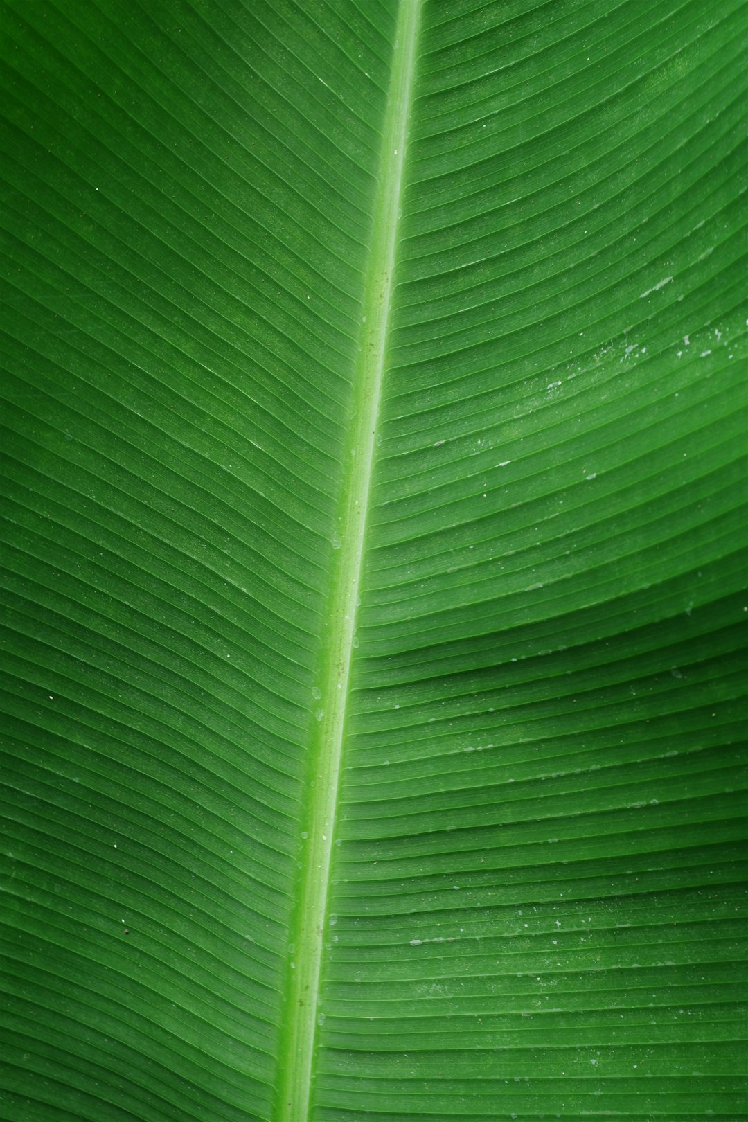 Суккуленти