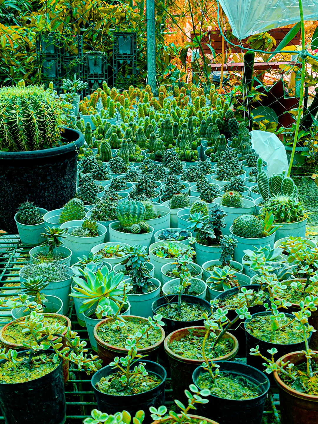 Пересадка орхідеї